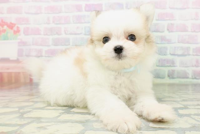 石川県のハーフ犬・ミックス犬 (Coo&RIKUイオン野々市南店/2026年6月14日生まれ/男の子/パーティーカラー)の子犬の3枚目の画像