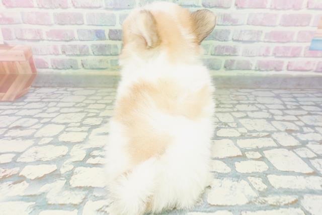 石川県のハーフ犬・ミックス犬 (Coo&RIKUイオン野々市南店/2026年6月14日生まれ/男の子/パーティーカラー)の子犬の4枚目の画像