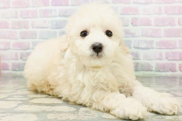 青森県のトイプードル(トイ) (Coo&RIKU青森店/2026年6月15日生まれ/男の子/ホワイト)の子犬の3枚目の画像