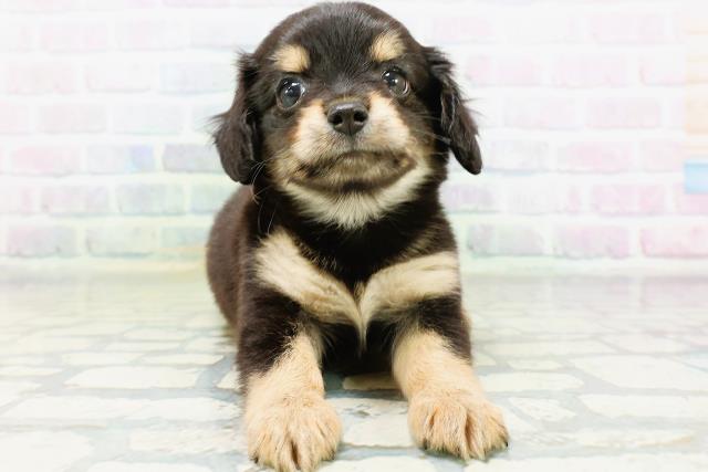 北海道のハーフ犬・ミックス犬 (Coo&RIKU室蘭店/2026年6月16日生まれ/女の子/ブラックタン)の子犬の1枚目の画像