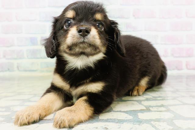北海道のハーフ犬・ミックス犬 (Coo&RIKU室蘭店/2026年6月16日生まれ/女の子/ブラックタン)の子犬の2枚目の画像