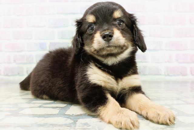 北海道のハーフ犬・ミックス犬 (Coo&RIKU室蘭店/2026年6月16日生まれ/女の子/ブラックタン)の子犬の3枚目の画像
