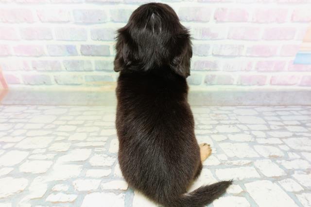 北海道のハーフ犬・ミックス犬 (Coo&RIKU室蘭店/2026年6月16日生まれ/女の子/ブラックタン)の子犬の4枚目の画像