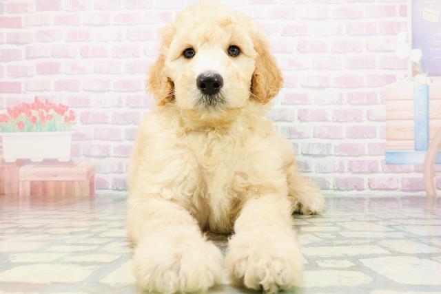 山形県のスタンダードプードル (Coo&RIKU山形店/2026年6月9日生まれ/男の子/アプリコット)の子犬の1枚目の画像