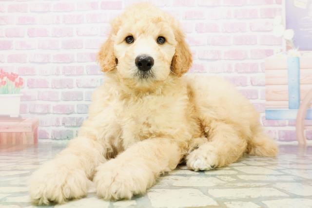 山形県のスタンダードプードル (Coo&RIKU山形店/2026年6月9日生まれ/男の子/アプリコット)の子犬の2枚目の画像