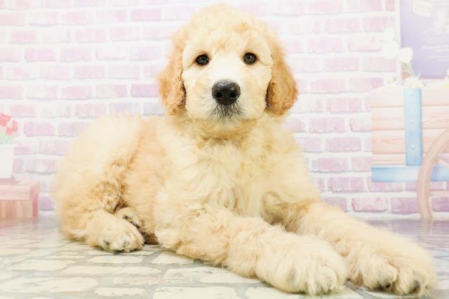 山形県のスタンダードプードル (Coo&RIKU山形店/2026年6月9日生まれ/男の子/アプリコット)の子犬の3枚目の画像