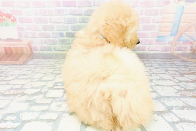山形県のスタンダードプードル (Coo&RIKU山形店/2026年6月9日生まれ/男の子/アプリコット)の子犬の4枚目の画像