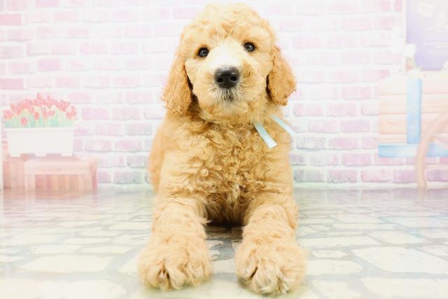 北海道のスタンダードプードル (Coo&RIKU函館店/2026年6月9日生まれ/男の子/アプリコット)の子犬の1枚目の画像