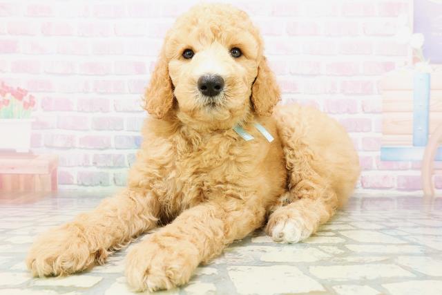 北海道のスタンダードプードル (Coo&RIKU函館店/2026年6月9日生まれ/男の子/アプリコット)の子犬の2枚目の画像