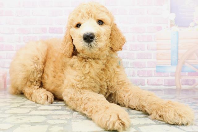北海道のスタンダードプードル (Coo&RIKU函館店/2026年6月9日生まれ/男の子/アプリコット)の子犬の3枚目の画像