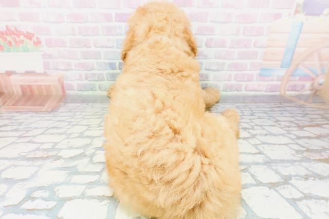 北海道のスタンダードプードル (Coo&RIKU函館店/2026年6月9日生まれ/男の子/アプリコット)の子犬の4枚目の画像