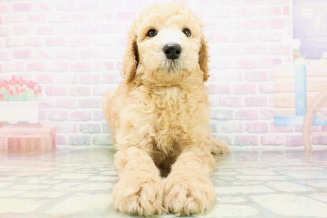 北海道のスタンダードプードル (Coo&RIKU帯広店/2026年6月9日生まれ/男の子/アプリコット)の子犬の1枚目の画像