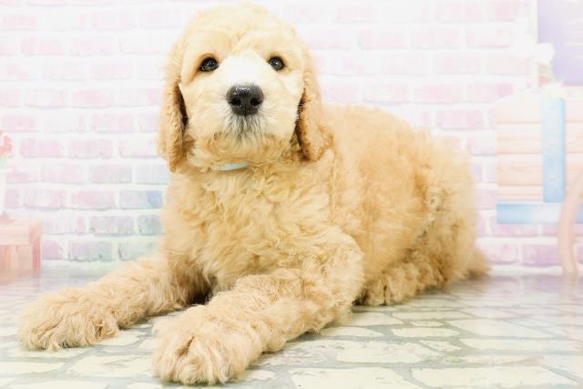 北海道のスタンダードプードル (Coo&RIKU帯広店/2026年6月9日生まれ/男の子/アプリコット)の子犬の2枚目の画像