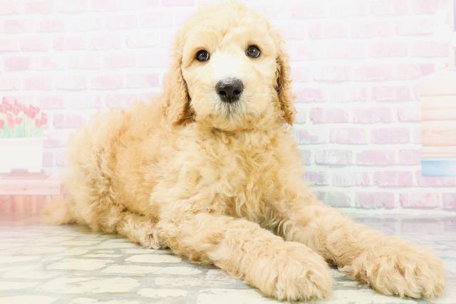 北海道のスタンダードプードル (Coo&RIKU帯広店/2026年6月9日生まれ/男の子/アプリコット)の子犬の3枚目の画像