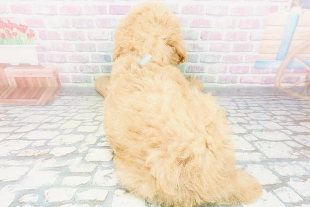 北海道のスタンダードプードル (Coo&RIKU帯広店/2026年6月9日生まれ/男の子/アプリコット)の子犬の4枚目の画像