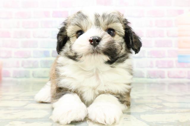 埼玉県のハーフ犬・ミックス犬 (Coo&RIKU桶川店/2026年6月16日生まれ/男の子/セーブルホワイト)の子犬の1枚目の画像