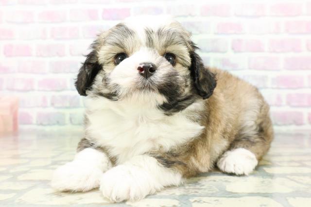 埼玉県のハーフ犬・ミックス犬 (Coo&RIKU桶川店/2026年6月16日生まれ/男の子/セーブルホワイト)の子犬の2枚目の画像