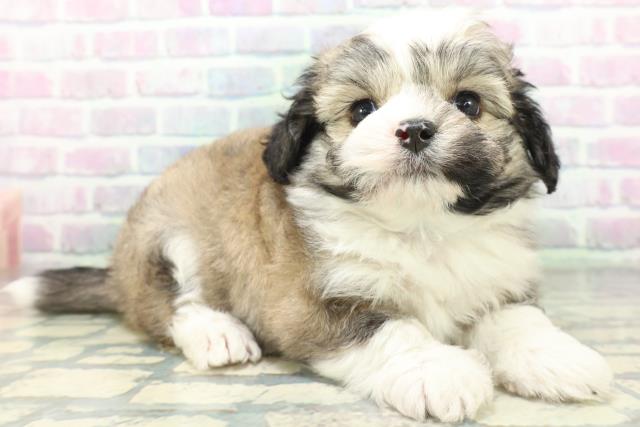 埼玉県のハーフ犬・ミックス犬 (Coo&RIKU桶川店/2026年6月16日生まれ/男の子/セーブルホワイト)の子犬の3枚目の画像