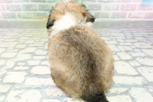 埼玉県のハーフ犬・ミックス犬 (Coo&RIKU桶川店/2026年6月16日生まれ/男の子/セーブルホワイト)の子犬の4枚目の画像