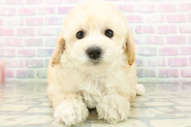 東京都のトイプードル(トイ) (Coo&RIKU中野サンモール店/2026年6月15日生まれ/女の子/クリーム)の子犬の1枚目の画像