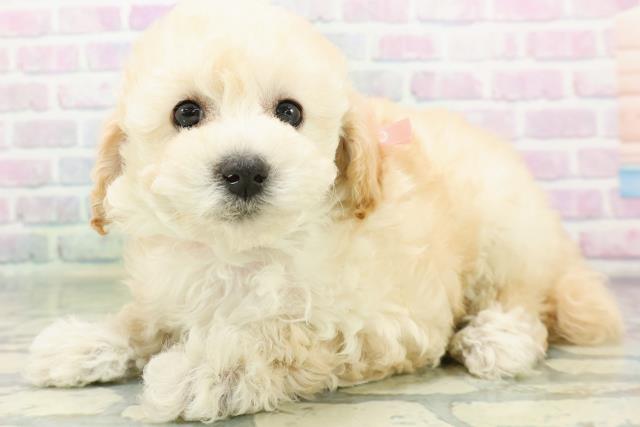 東京都のトイプードル(トイ) (Coo&RIKU中野サンモール店/2026年6月15日生まれ/女の子/クリーム)の子犬の2枚目の画像