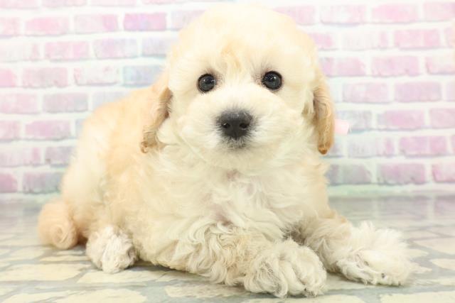 東京都のトイプードル(トイ) (Coo&RIKU中野サンモール店/2026年6月15日生まれ/女の子/クリーム)の子犬の3枚目の画像