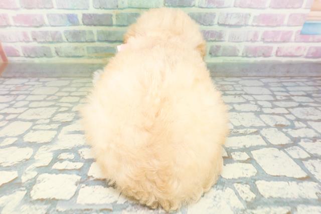 東京都のトイプードル(トイ) (Coo&RIKU中野サンモール店/2026年6月15日生まれ/女の子/クリーム)の子犬の4枚目の画像