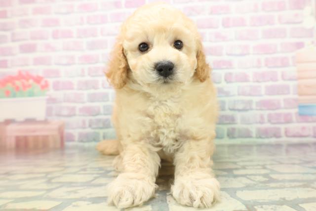 新潟県のトイプードル(トイ) (Coo&RIKU新潟西店/2026年6月15日生まれ/男の子/アプリコット)の子犬の1枚目の画像