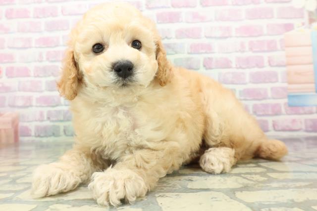 新潟県のトイプードル(トイ) (Coo&RIKU新潟西店/2026年6月15日生まれ/男の子/アプリコット)の子犬の2枚目の画像