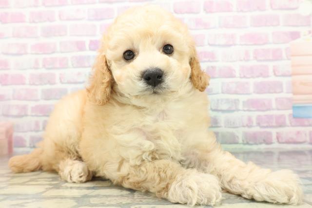 新潟県のトイプードル(トイ) (Coo&RIKU新潟西店/2026年6月15日生まれ/男の子/アプリコット)の子犬の3枚目の画像