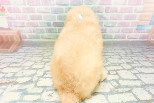 新潟県のトイプードル(トイ) (Coo&RIKU新潟西店/2026年6月15日生まれ/男の子/アプリコット)の子犬の4枚目の画像