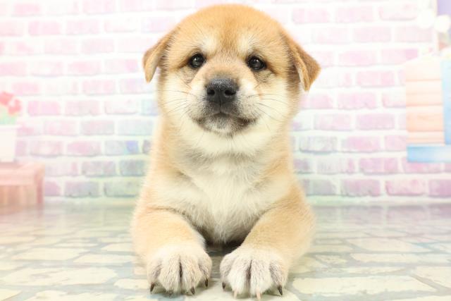 沖縄県の柴犬(標準サイズ) (Coo&RIKUイオン北谷店/2026年6月16日生まれ/男の子/赤)の子犬の1枚目の画像