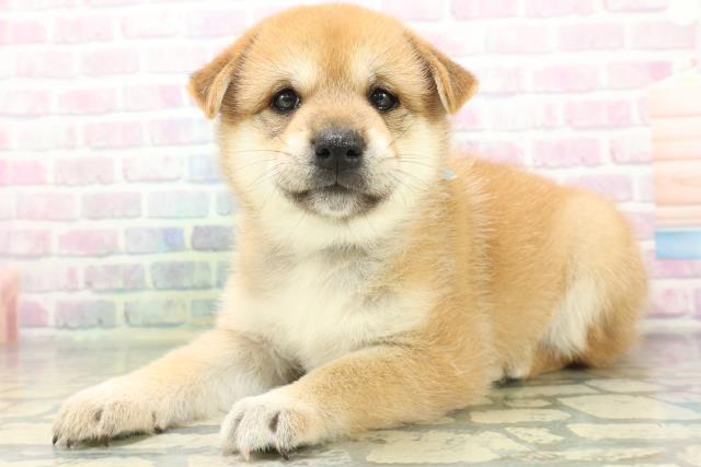 沖縄県の柴犬(標準サイズ) (Coo&RIKUイオン北谷店/2026年6月16日生まれ/男の子/赤)の子犬の2枚目の画像
