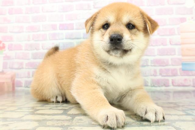 沖縄県の柴犬(標準サイズ) (Coo&RIKUイオン北谷店/2026年6月16日生まれ/男の子/赤)の子犬の3枚目の画像
