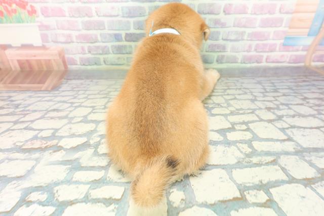 沖縄県の柴犬(標準サイズ) (Coo&RIKUイオン北谷店/2026年6月16日生まれ/男の子/赤)の子犬の4枚目の画像