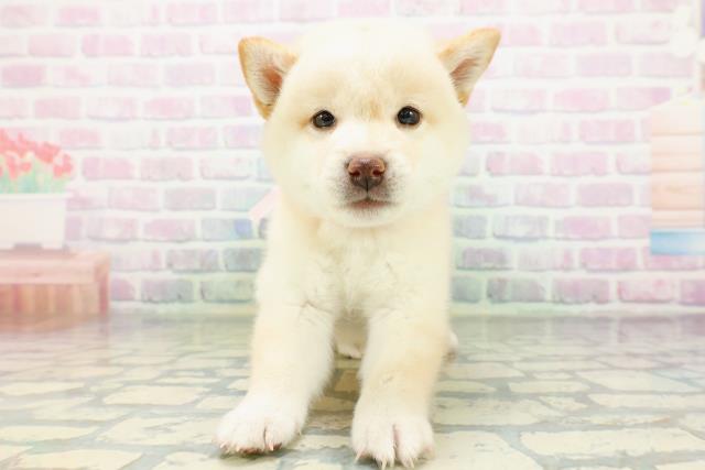 北海道の豆柴 (Coo&RIKU帯広店/2026年6月16日生まれ/女の子/白)の子犬の1枚目の画像