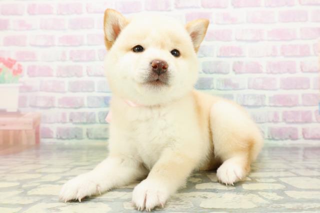 北海道の豆柴 (Coo&RIKU帯広店/2026年6月16日生まれ/女の子/白)の子犬の2枚目の画像
