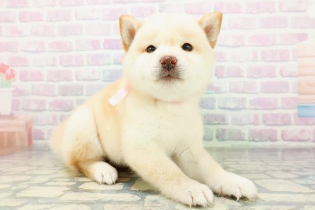 北海道の豆柴 (Coo&RIKU帯広店/2026年6月16日生まれ/女の子/白)の子犬の3枚目の画像