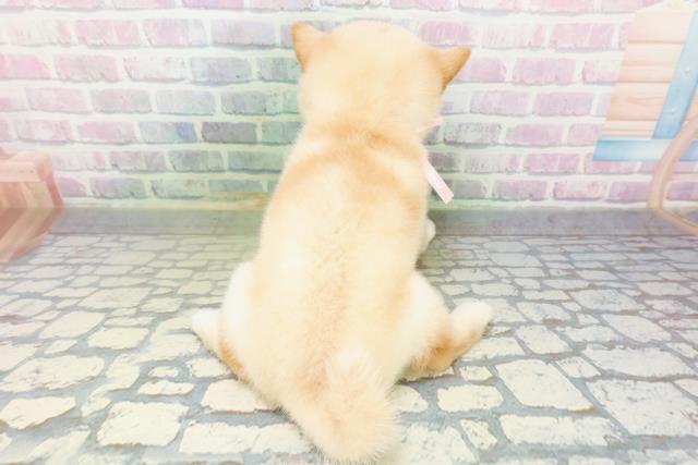 北海道の豆柴 (Coo&RIKU帯広店/2026年6月16日生まれ/女の子/白)の子犬の4枚目の画像