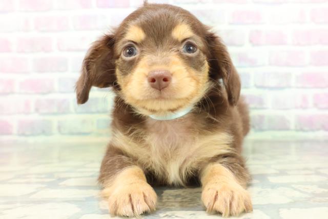 長野県のハーフ犬・ミックス犬 (Coo&RIKUコメリパワー長野東部店/2026年6月15日生まれ/男の子/チョコレートタン)の子犬の1枚目の画像