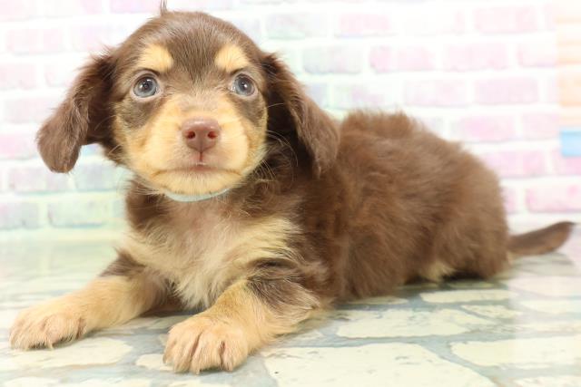 長野県のハーフ犬・ミックス犬 (Coo&RIKUコメリパワー長野東部店/2026年6月15日生まれ/男の子/チョコレートタン)の子犬の2枚目の画像