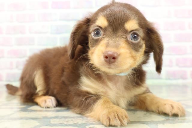 長野県のハーフ犬・ミックス犬 (Coo&RIKUコメリパワー長野東部店/2026年6月15日生まれ/男の子/チョコレートタン)の子犬の3枚目の画像