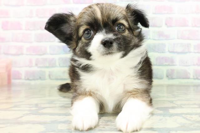 山形県のチワワ(ロング) (Coo&RIKU山形店/2026年6月15日生まれ/男の子/セーブルホワイト)の子犬の1枚目の画像
