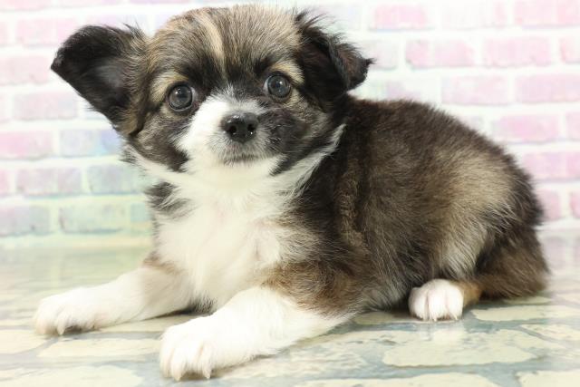 山形県のチワワ(ロング) (Coo&RIKU山形店/2026年6月15日生まれ/男の子/セーブルホワイト)の子犬の2枚目の画像