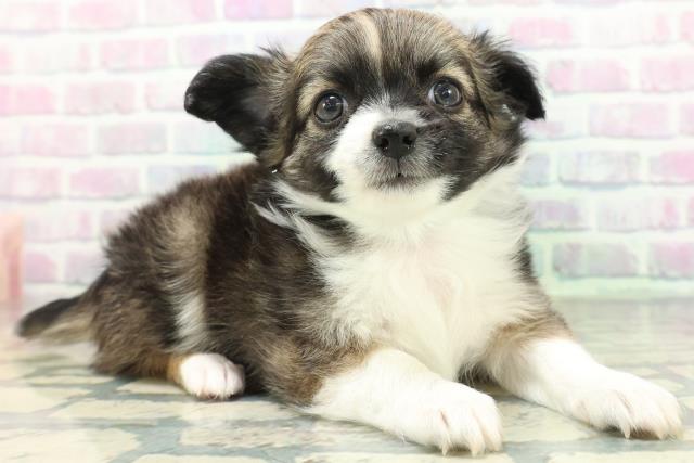 山形県のチワワ(ロング) (Coo&RIKU山形店/2026年6月15日生まれ/男の子/セーブルホワイト)の子犬の3枚目の画像