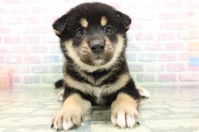 鳥取県の柴犬(標準サイズ) (Coo&RIKUラ・ムー鳥取東店/2026年6月15日生まれ/男の子/黒)の子犬の1枚目の画像