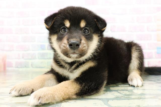 鳥取県の柴犬(標準サイズ) (Coo&RIKUラ・ムー鳥取東店/2026年6月15日生まれ/男の子/黒)の子犬の2枚目の画像