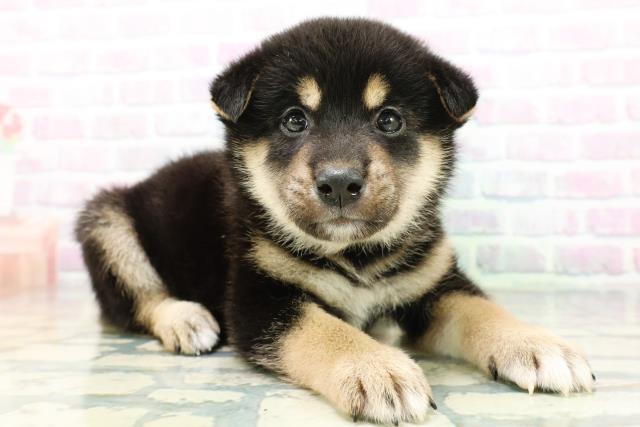 鳥取県の柴犬(標準サイズ) (Coo&RIKUラ・ムー鳥取東店/2026年6月15日生まれ/男の子/黒)の子犬の3枚目の画像