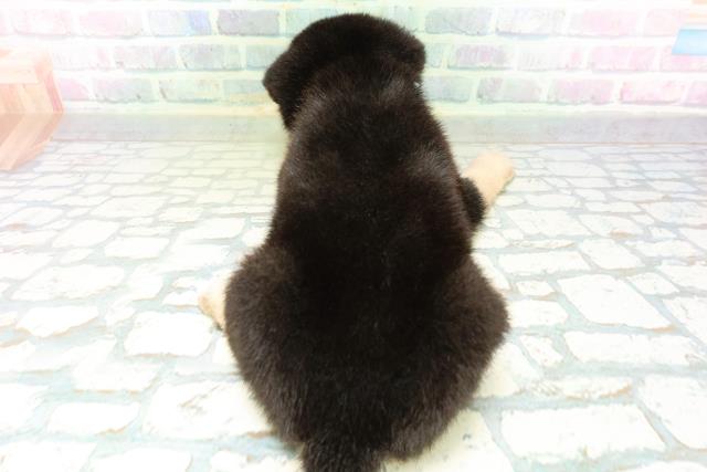 鳥取県の柴犬(標準サイズ) (Coo&RIKUラ・ムー鳥取東店/2026年6月15日生まれ/男の子/黒)の子犬の4枚目の画像