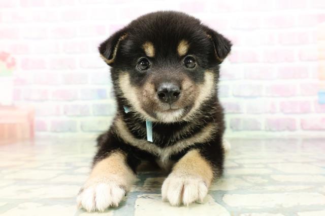 東京都の柴犬(標準サイズ) (Coo&RIKU中野サンモール店/2026年6月15日生まれ/男の子/黒)の子犬の1枚目の画像